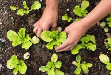 Comment préparer son potager au printemps