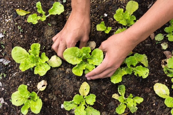 Comment préparer son potager au printemps