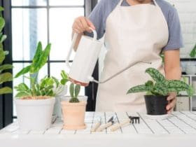 Quand et comment arroser les plantes en pot