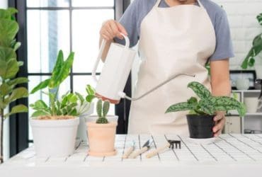 Quand et comment arroser les plantes en pot