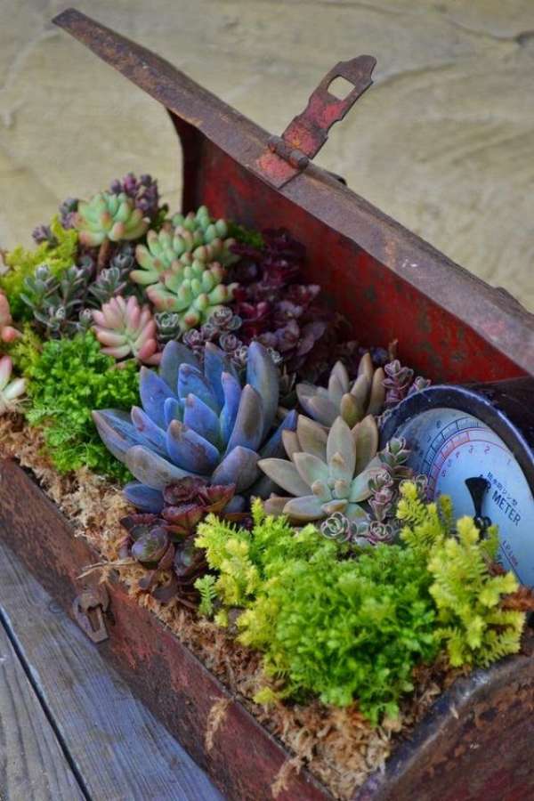 Succulentes dans un coffre de pirates