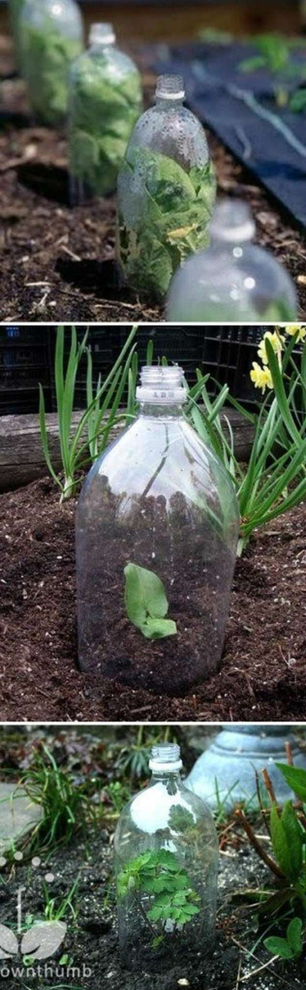 Des bouteilles en plastique comme mini serres pour protéger les jeunes plantes