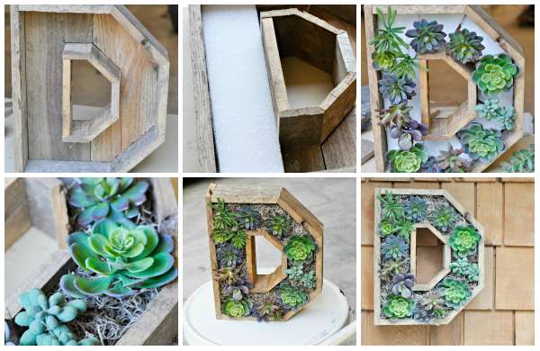 Succulentes en monogramme