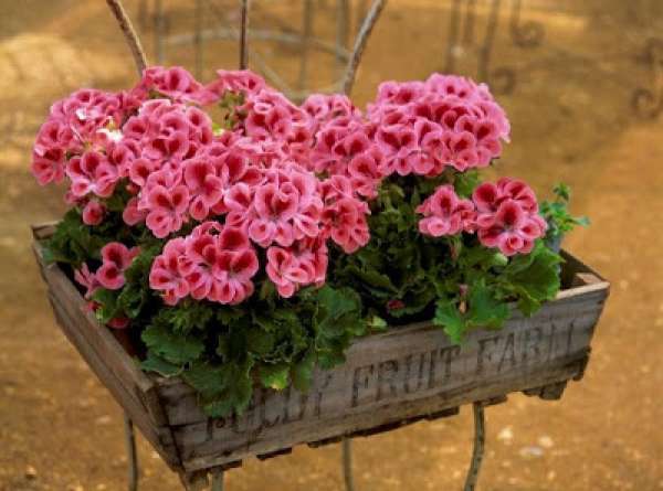 Caisse à pommes utilisée comme jardinière