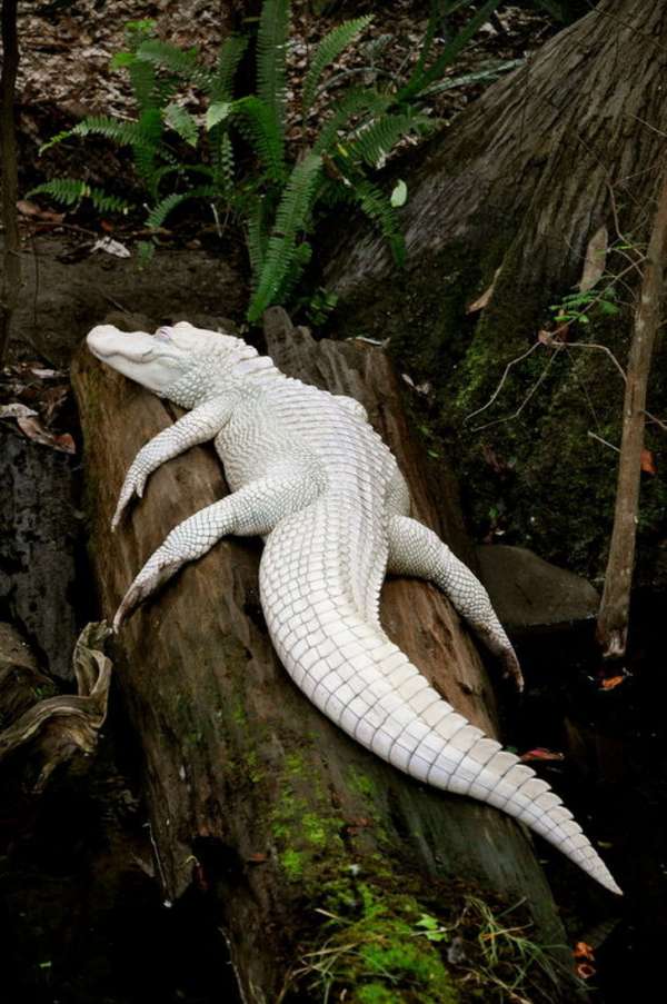 Ce croco albinos ressemble à une statue en marbre