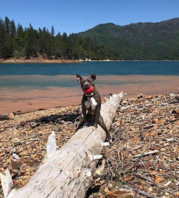 Quand tu dis à ton chien de s'asseoir sur un tronc d'arbre