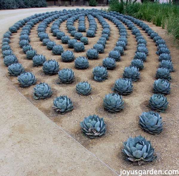 Décoration géométrique pour le jardin avec des succulentes