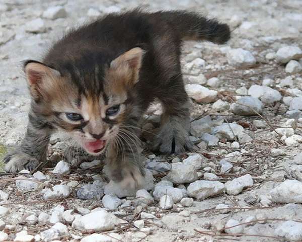 Tout petit mais puissant