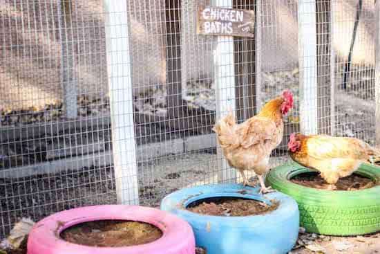 Bains de poussière pour les poules à partir de vieux pneus