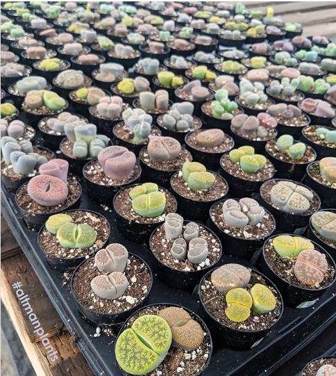 Les Lithops ou plantes-cailloux