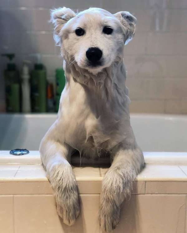 Chien mouillé qui ressemble à un ours polaire