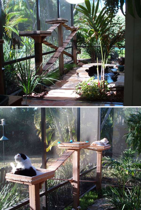 Un Catio superbe décoré façon tropicale avec un bassin pour des carpes koi