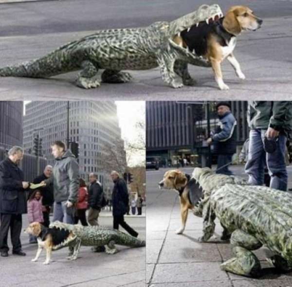 Le chien mangé par un crocodile