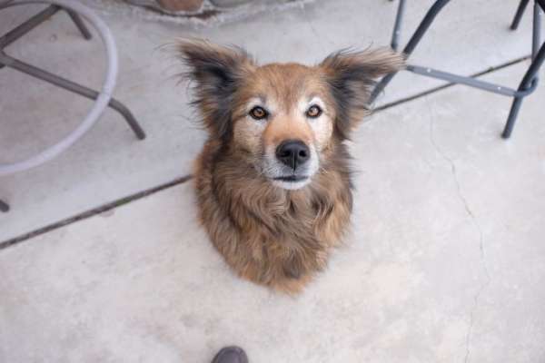 Ce chien qui ressemble à un trophée de chasse