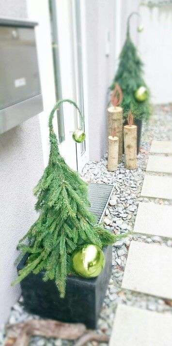 Petits sapins pour décorer l'allée