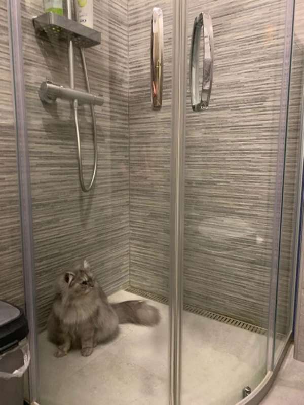 Son chat a éternué alors il l'a mit en quarantaine dans la douche