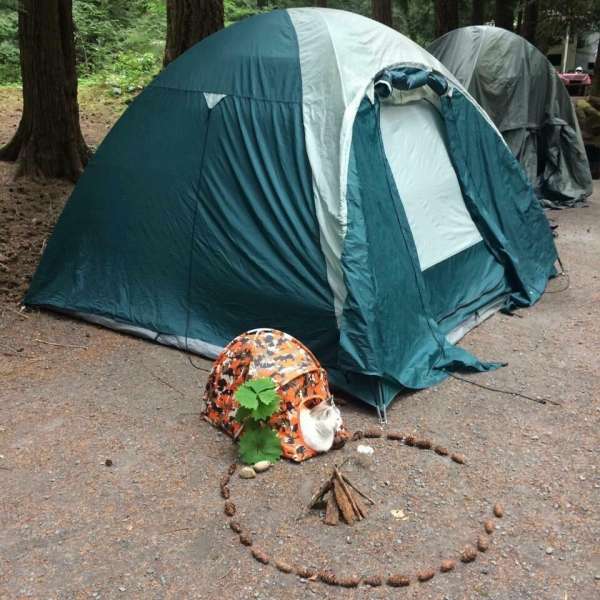 Quand le chat a un meilleur matériel de camping que vous