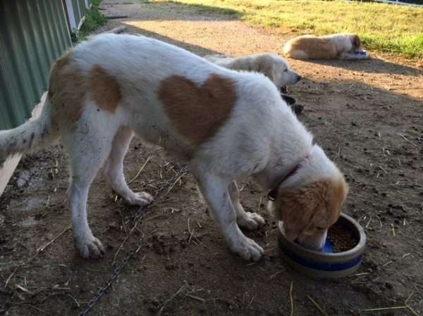 Ce chien porte un cœur sur son pelage