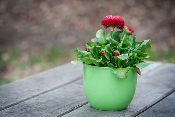 Planter une plante et en prendre soin