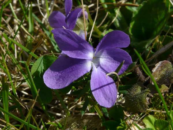 La violette sauvage