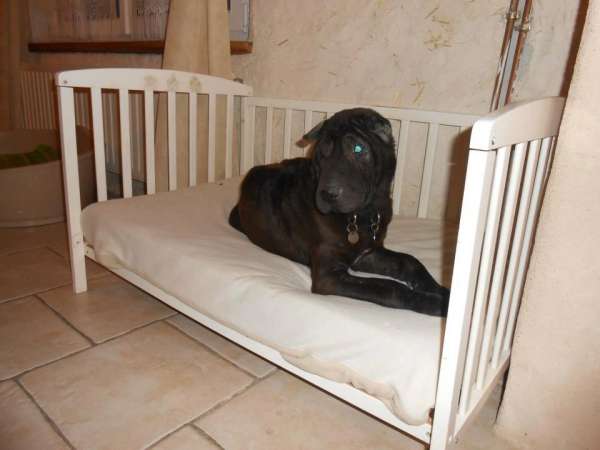 Couchette pour chien