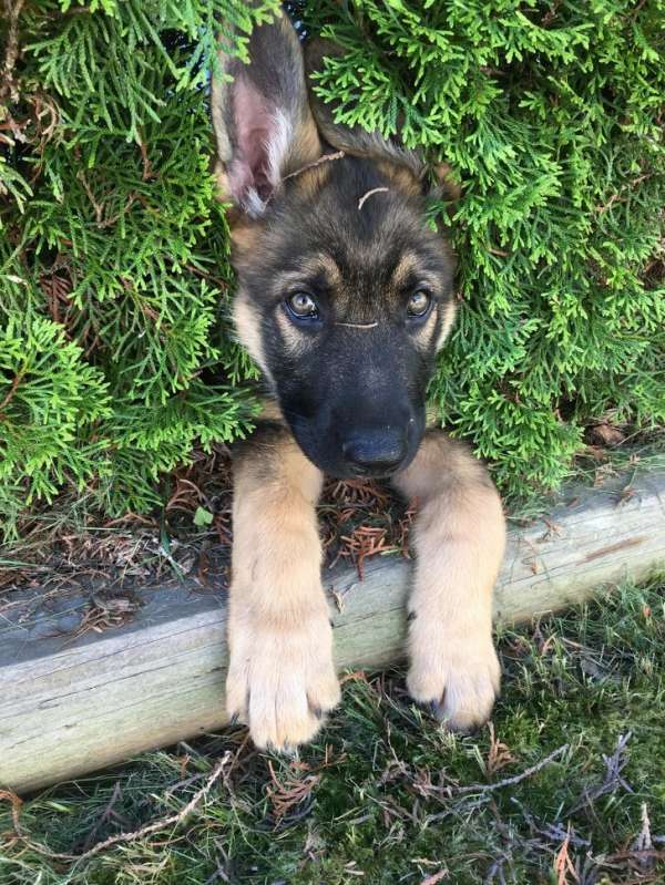 Il joue à cache-cache le petit filou