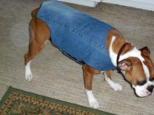 Manteau pour chien