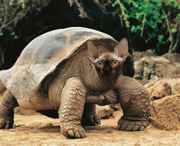 Tortue Ninchat