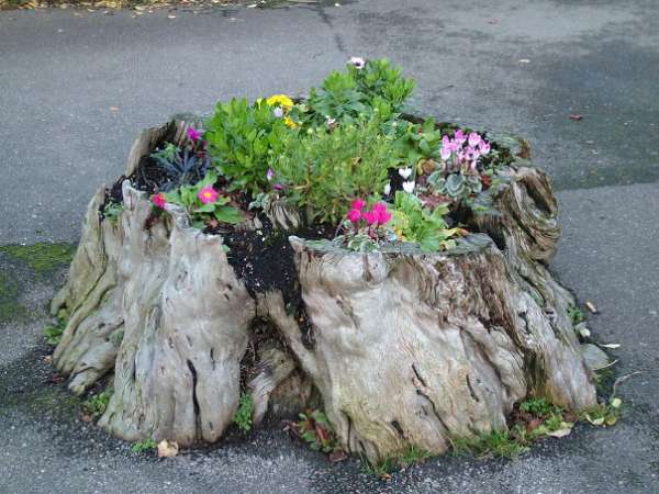 Une belle transformation d'une souche d'arbre coincée dans un trottoir