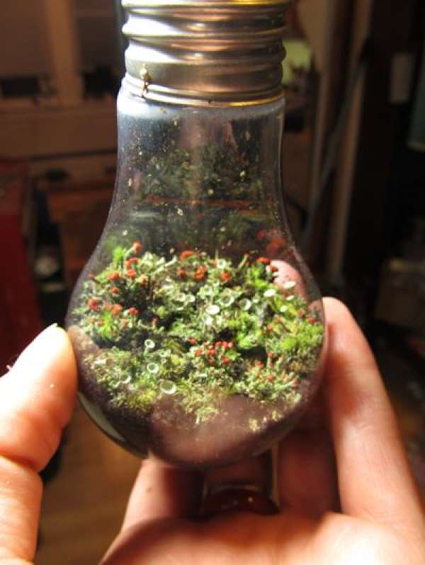 Mini terrarium