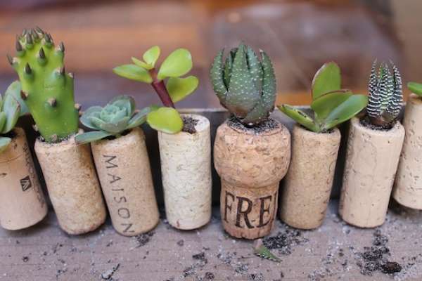 Mini-pots de fleurs avec des bouchons de liège