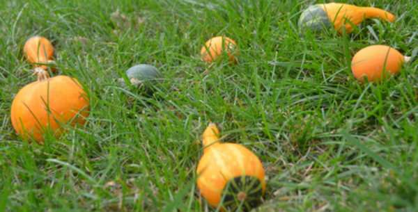 Une chasse aux courges d'Halloween comme la chasse aux œufs