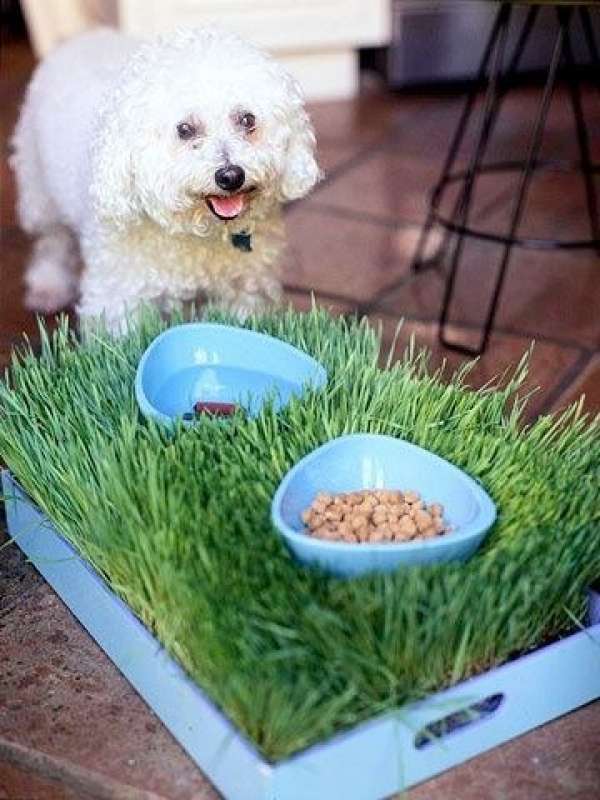 Gamelle sur un plateau d'herbe verte