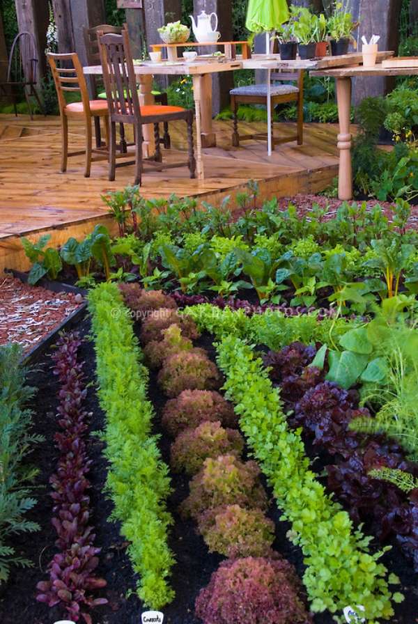 Le potager aussi peut être beau et décoratif