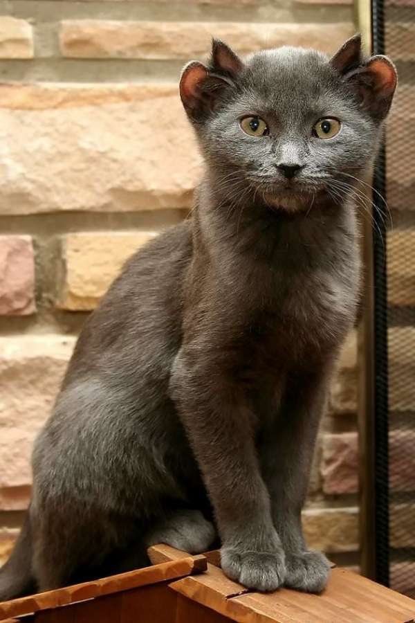 Un chat à 4 oreilles