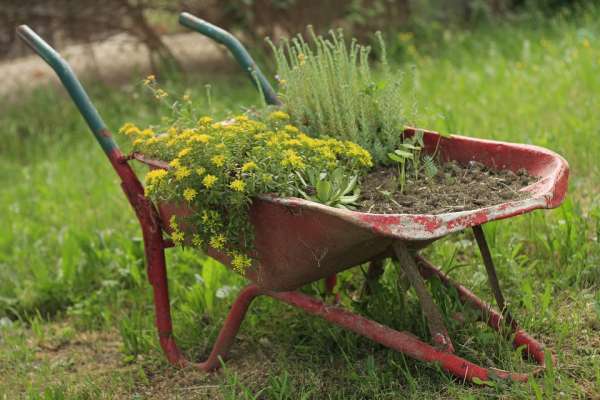 Fongicide pour votre jardin