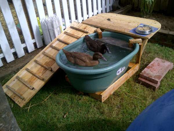 Piscine pour canards