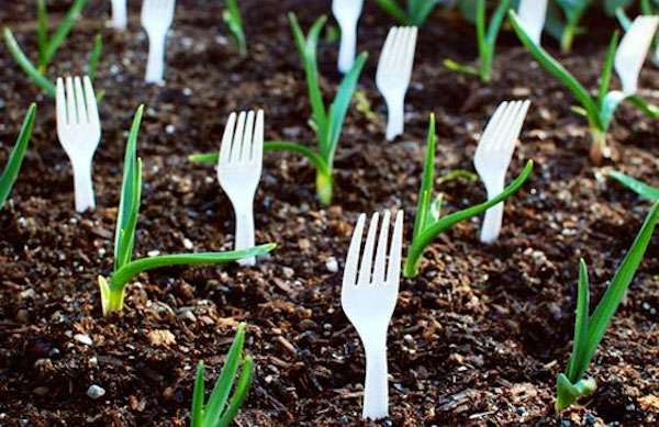 Des fourchettes en plastique pour empêcher les animaux de détruire les plantes