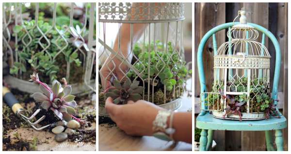 Des succulentes en cage