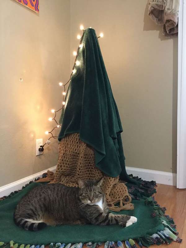 Astuce écolo et à l'épreuve des chats pour un sapin sain et sauf