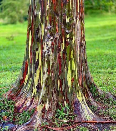 Cette beauté de la nature est un eucalyptus arc-en-ciel