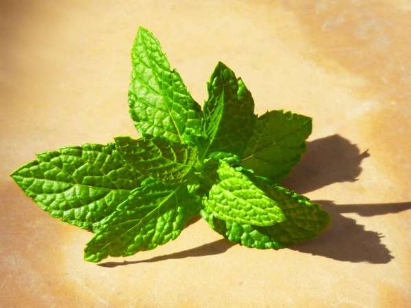 La menthe pour soulager les pieds fatigués et les crampes abdominales