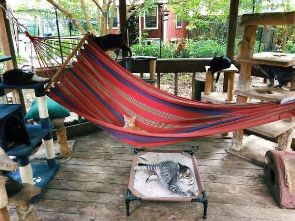 Un Catio avec des arbres à chats et un hamac