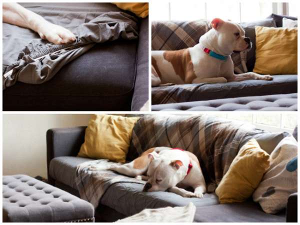 Protégez vos fauteuils des poils de chien en les couvrant d'un drap-housse