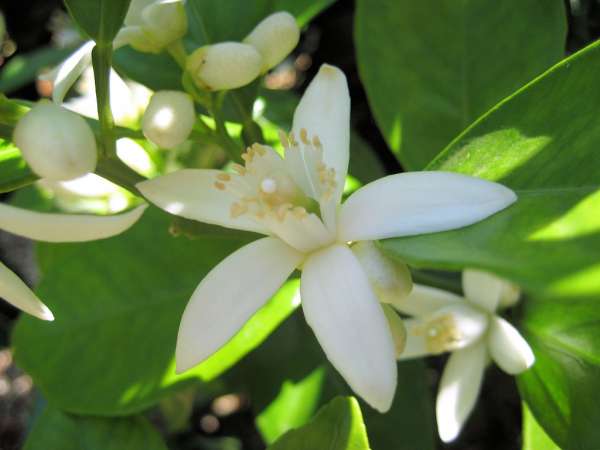 Fleurs d'oranger