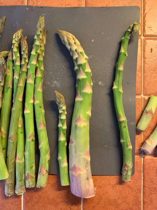 Une asperge qui pourrait servir comme bâton