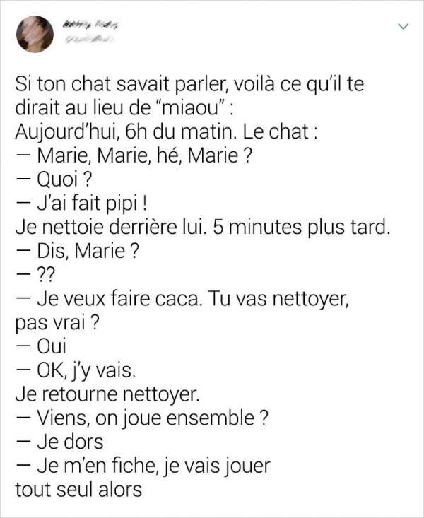 Un chat ne peut que rendre votre vie plus intéressante