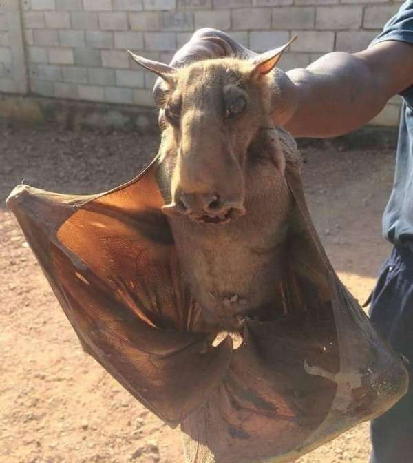 Une autre énorme chauve-souris