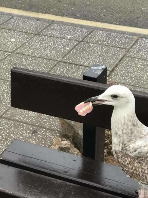 Les oiseaux ont aussi besoin de dents