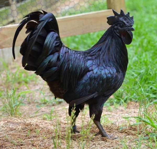 Ce coq entièrement noir, on dirait une image 3D